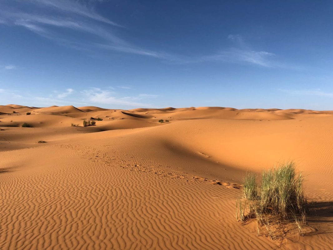 green grasses on sahara desert